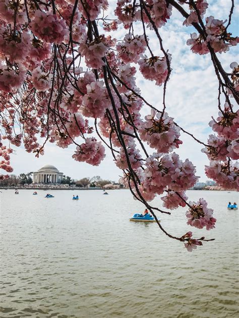 Insider Tips to See the Cherry Blossoms in DC - Lita of the Pack