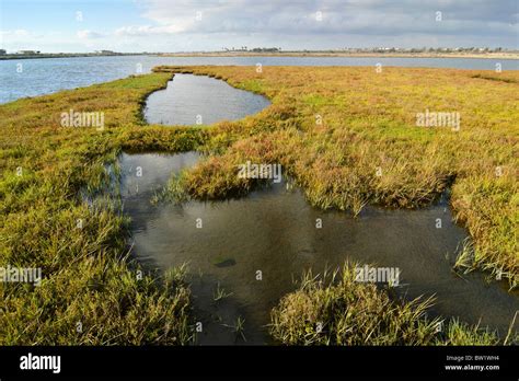 Bolsa Chica Ecological Reserve Wetlands Stock Photo Alamy