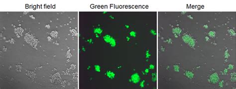 Stable cell lines - United BioLabs