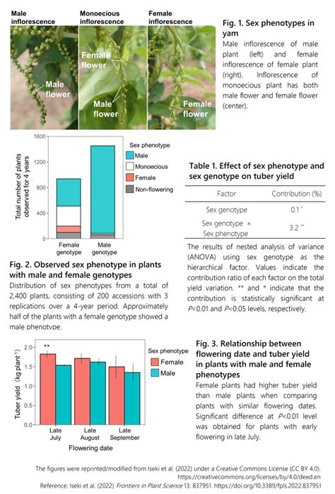 Plant Sex And Flowering Date Are Strong Determinants Of Tuber Yield In