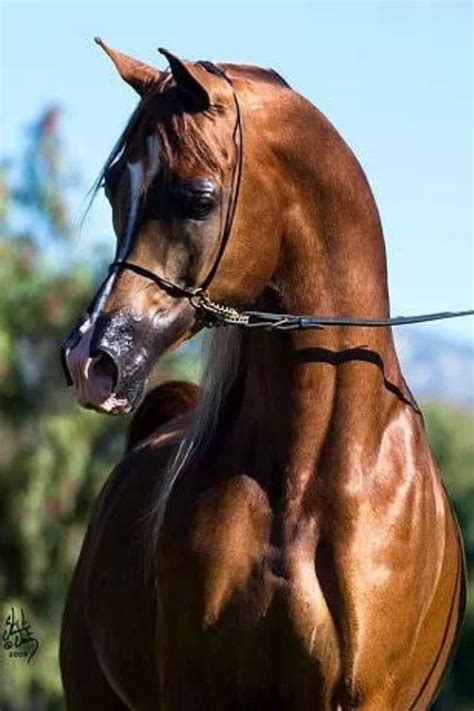 Egyptian Arabian Horse I Love The Shape Of Their Heads Beautiful