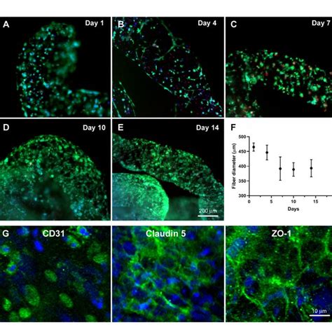 Ecm Fibrillar Collagen Remodelling During Vascular Network Formation