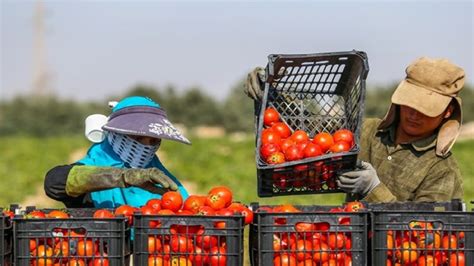 باشگاه خبرنگاران جوان الگوی کشت در سطح ۱۴۴ هزار هکتار در اراضی