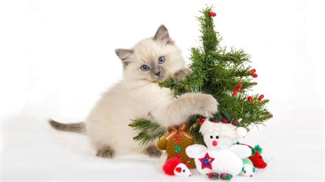 Cat Themed Christmas Decorations Purrfect Love