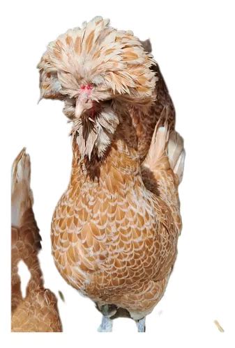 Ovos De Galinha Polonesa - Ovos Férteis De Galinha Ornamental Polonesa | Parcelamento sem juros