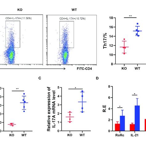 AdipoR1 Knockout Inhibits Th17 Cell Differentiation In Culture A