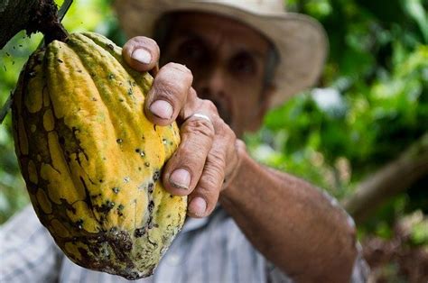 Maiores Produtores Africanos De Cacau Contestam Multinacionais