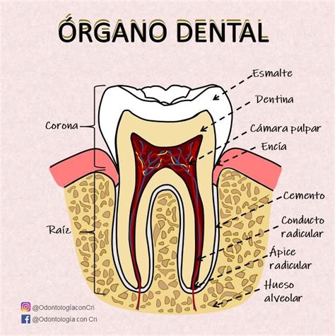 Anatomia Dental