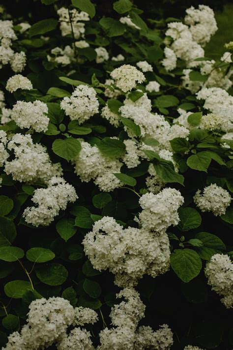 Blue Hydrangea Flower · Free Stock Photo