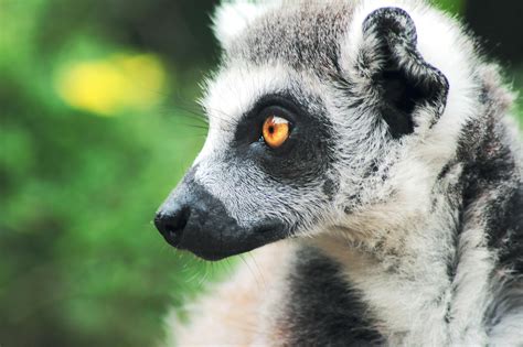 184+ Best Free Lemur Stock Photos & Images · 100% Royalty-Free HD Downloads