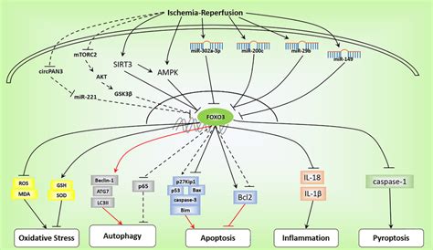 The Expression Level Of FOXO3 Is Downregulated By SIRT3 AMPK MiR 149