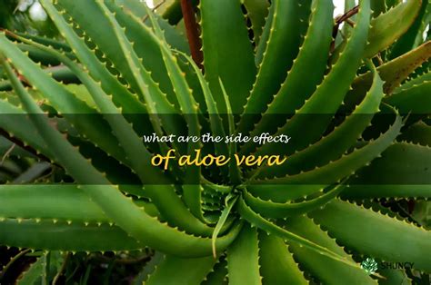 Discovering The Potential Risks Of Aloe Vera Uncovering Its Side