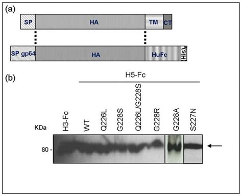 Expression Of Recombinant Ha Fc Proteins A Recombinant Baculoviruses