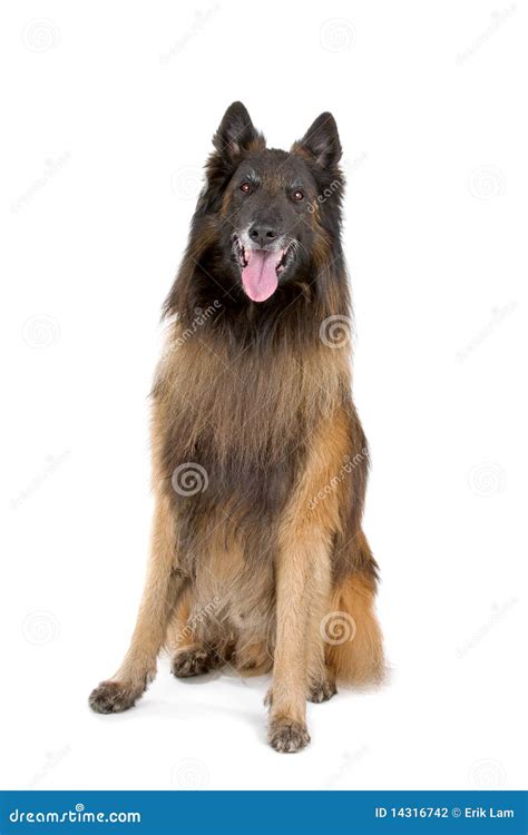 Belgian Shepherd Tervuren stock photo. Image of sticking - 14316742