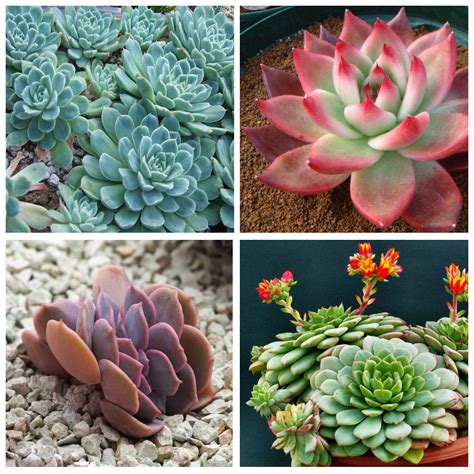 Эхеверия Виды Фото И Названия – Telegraph