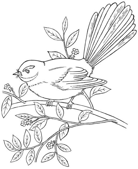 Fantail New Zealand Native Fantail Forest And Park Bird Coloring Picture