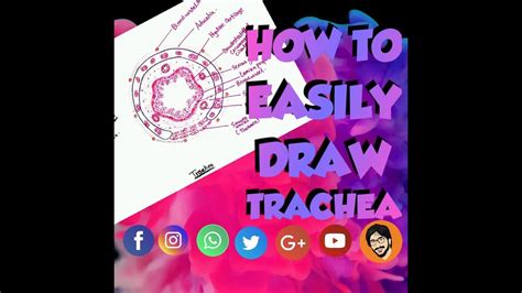 How To Draw Easily Trachea Histology Youtube