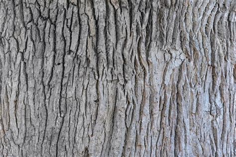 Premium Photo Oak Bark Close Up Texture Background