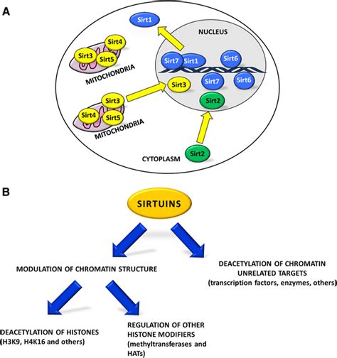 Subcellular Localization And Function Of Sirtuins A Subcellular