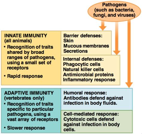 The Immune System Ch 43 Flashcards Quizlet