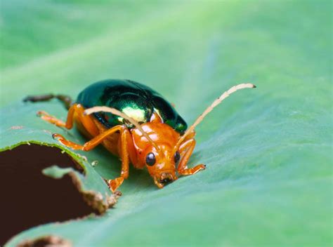 Bombardier Beetle - A-Z Animals