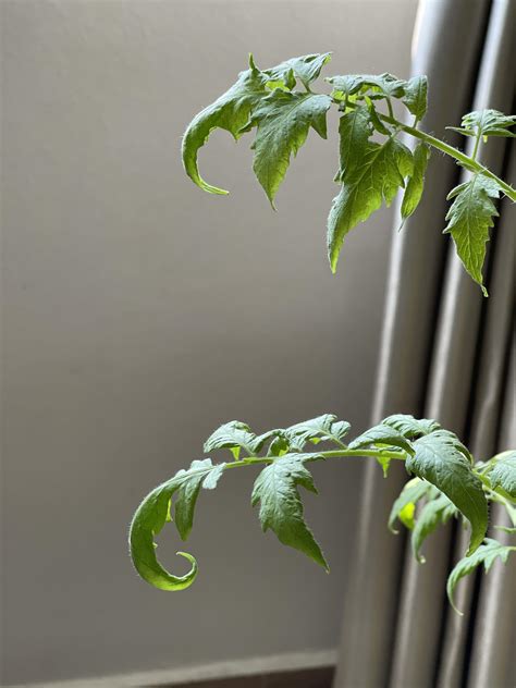 My tomato plant leaves have been curling downwards recently, not sure