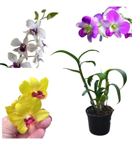 Orquídea Denphal Adulta Cores Variadas Muda Linda Promoção