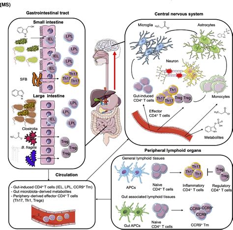 Figure From The Gutcns Axis In Multiple Sclerosis Semantic Scholar