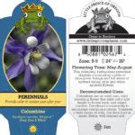 Aquilegia Kirigami Deep Blue White Columbine Buy