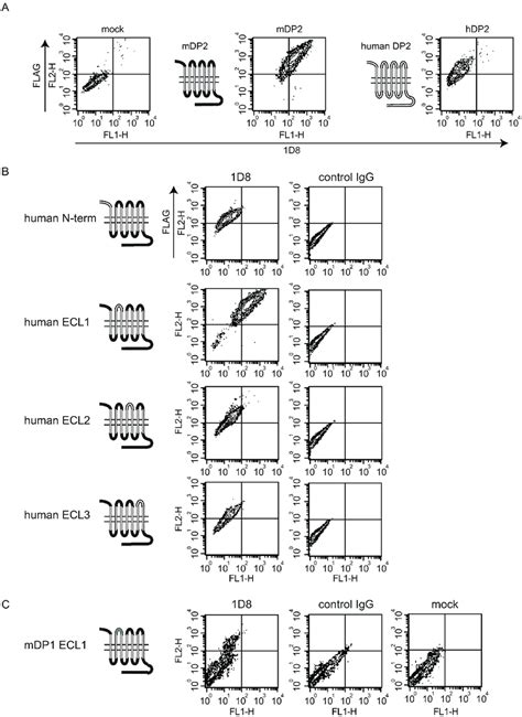 Epitope Mapping Using Swapped Dp2 Mutants A Flow Cytometric Analysis