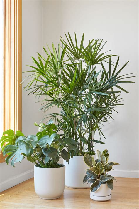 Dear Plant Stylist: "How do I arrange plants in groups?" — Plant Care ...