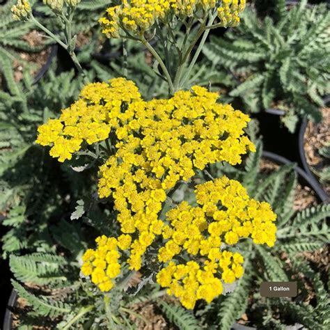 Yellow Yarrow - Achillea 'Moonshine' – Plants Express