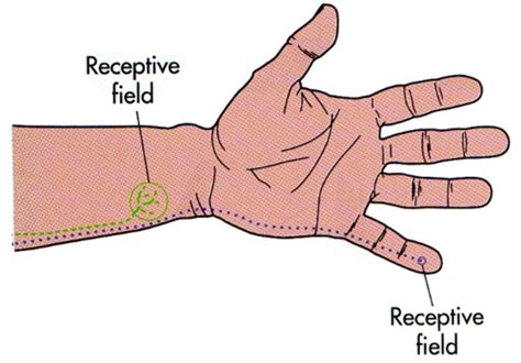 Biological Bases Of Behavioral Exam Sensation Perception And