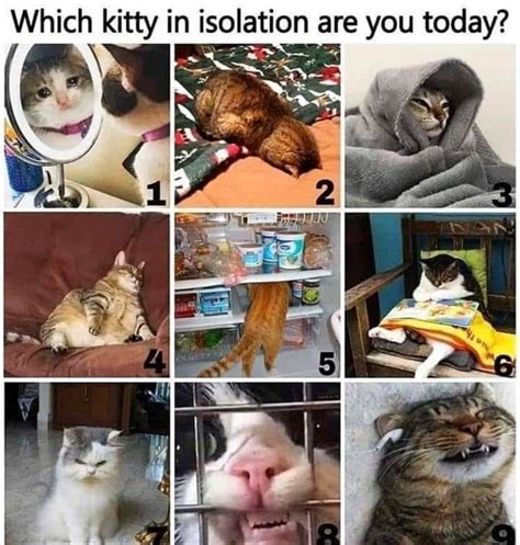 Which One Funny Animal Memes Cat Memes Funny Memes