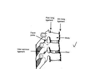 PPT - Movements in the spine: Forward flexion Extension Lateral flexion Rotation PowerPoint ...