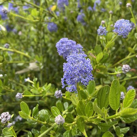 Ceanothus Thyrsiflorus Skylark C Anohte Le Chatel Des Vivaces