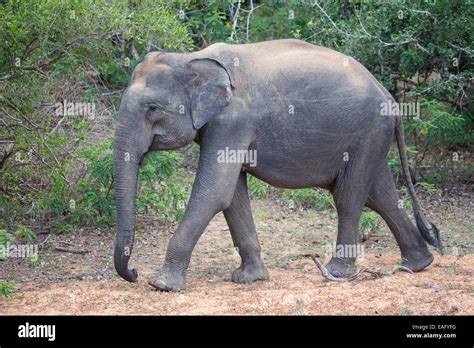 Sri Lankan Elephant Elephas Maximus Maximus A Subspecies Of Asian