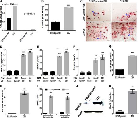 D2j Osteoblasts Stimulate Osteoclastogenesis In A Mix And Match Download Scientific Diagram