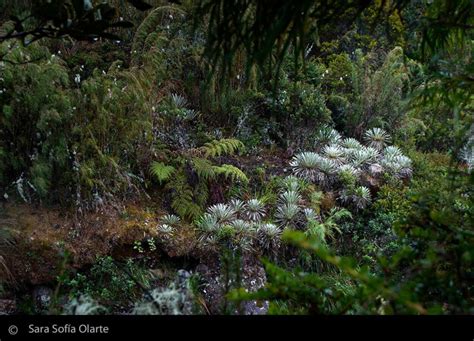fundacion arts collegium el zoque