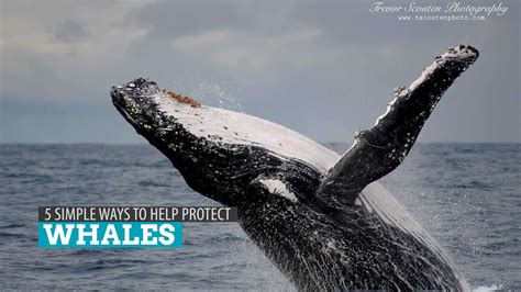 5 Simple Ways to Help Protect Whales | The Poor Traveler Blog