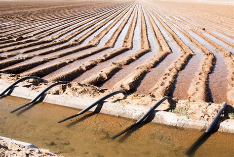 Furrow Irrigation In Potato Cultivation Potatoworld