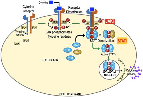 Frontiers Socs Jak Stat Inhibitors And Socs Mimetics As Treatment