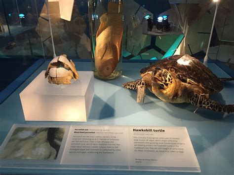 Coral Reefs Secret Cities Of The Sea Natural History Museum London