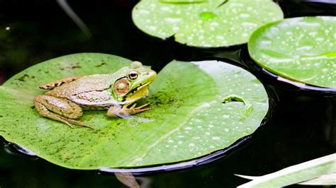 Why Frogs Toads Are Good For Our Gardens