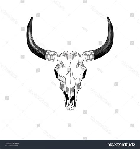 Steer Skull Vector At Vectorified Collection Of Steer Skull