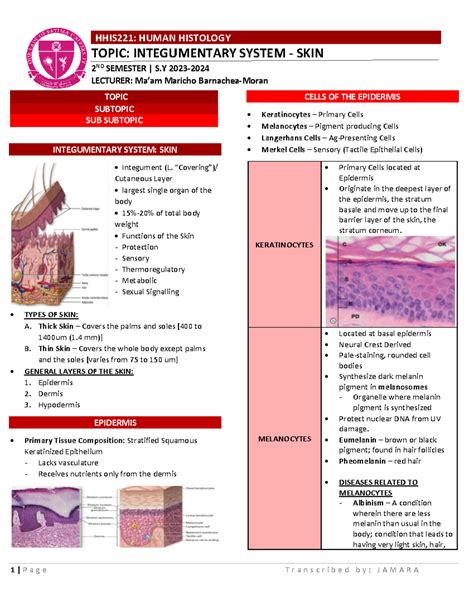 2 Integumentary System Skin Topic Subtopic Sub Subtopic