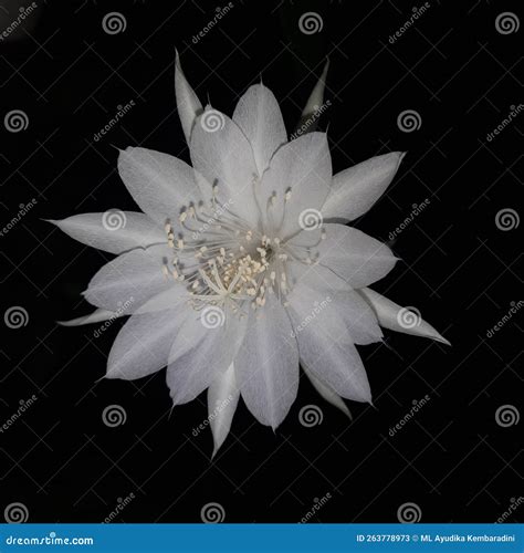 wijaya kusuma flower blooms   night stock image image  family