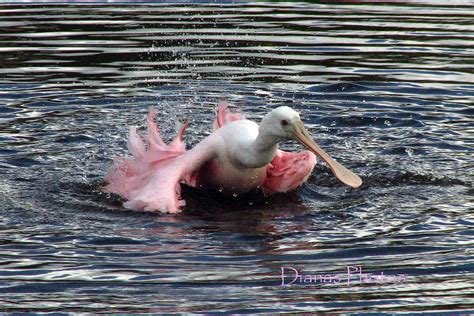 Bathing Roseate Spoonbill Circle B Bar Reserve Diana Flickr