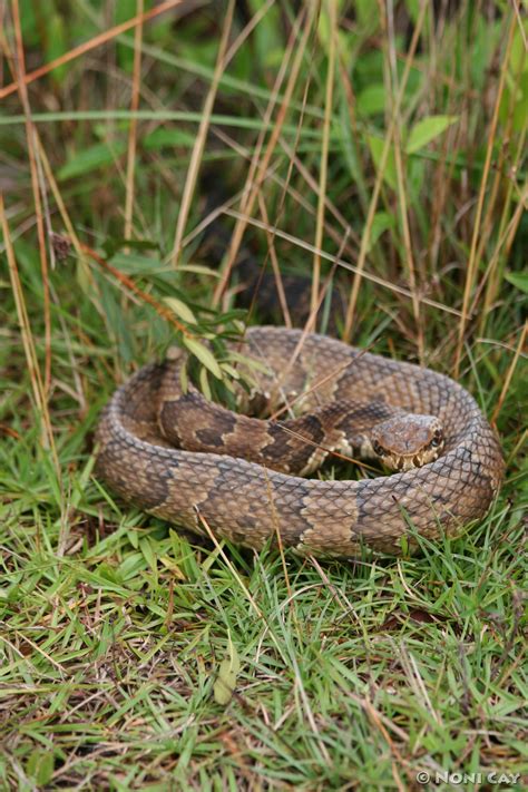 Eastern Diamond Rattlesnake | Noni Cay Photography