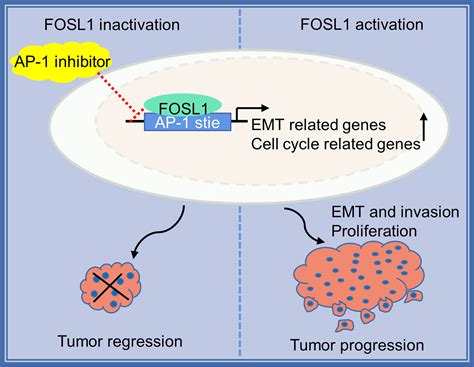 frontiers fosl promotes tumor growth  invasion  ameloblastoma